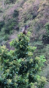 Birds of Tobago. Chachalaca sitting on the green tree top and noisy singing. Early spring morning. Trinidad and Tobago, Tobago, Castara, March 23, 2025.