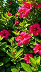 Obraz premium Lush vibrant tropical foliage, hibiscus blooms, sunlight dappled, vacation, nature