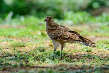 Caracara chimango portrait , La Pampa province, Patagonia , Argentina