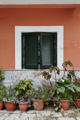 Green Shuttered Window with Potted Plants