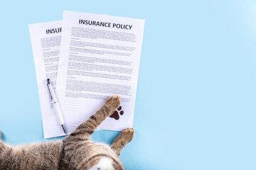 Pet health life Insurance, medical coverage concept. Insurance contract with cat paw signature and...