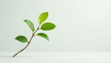 Fototapeta premium Single, delicate sapling against pure white backdrop, healthy, image
