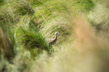 Spotted tinamou un grassland environment, La Pampa. Argentina