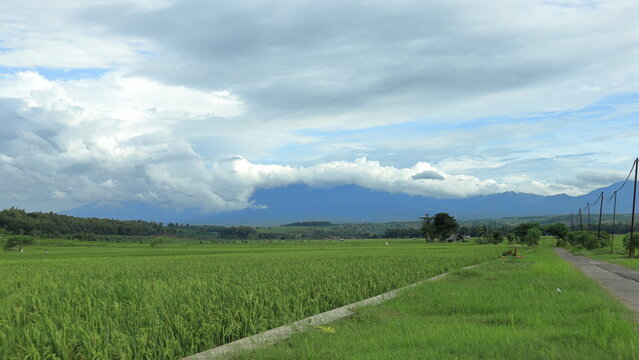 Scenic view of a rice field stretching towards the mountains, with a winding road and power lines leading the eye through the landscape under a cloudy sky - Powered by Adobe