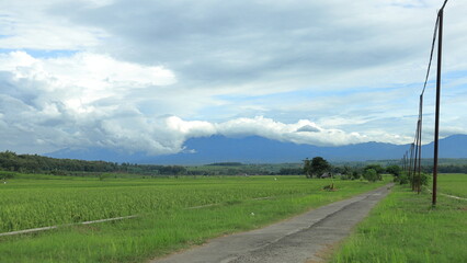 Scenic view of a rice field stretching towards the mountains, with a winding road and power lines leading the eye through the landscape under a cloudy sky