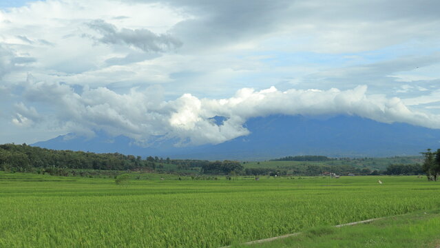 Scenic view of a rice field stretching towards the mountains, with a winding road and power lines leading the eye through the landscape under a cloudy sky - Powered by Adobe