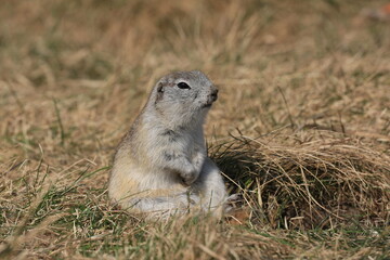 prairie dog eating grass