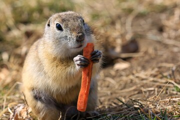 prairie dog eating grass