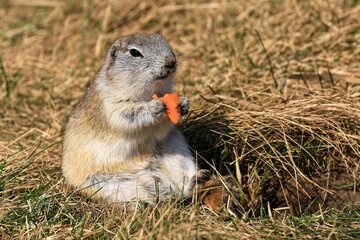 red tailed prairie dog