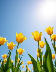 Obraz premium Vibrant yellow tulips bloom beneath a clear blue sky, spring, beauty