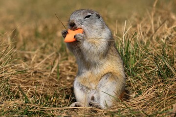 prairie dog eating grass
