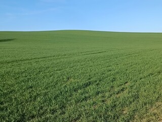 A vast green field under a clear blue sky, representing tranquility and nature, ideal for themes...