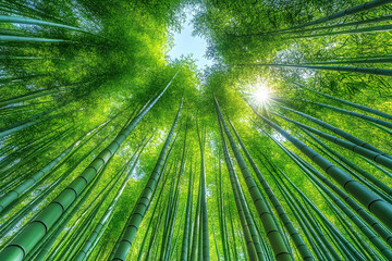 Lush Bamboo Forest Canopy with Sunlight Streaming Through Tall Trees Natural Serenity and Renewal