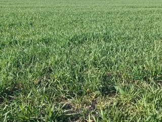 Obraz premium Close-up view of lush green grass on a field, highlighting its freshness and vitality, perfect for themes related to nature and agriculture.