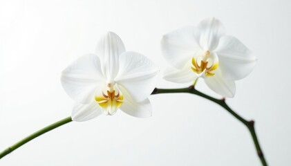 Delicate white orchid blossom against pure white backdrop, flower photography, floral