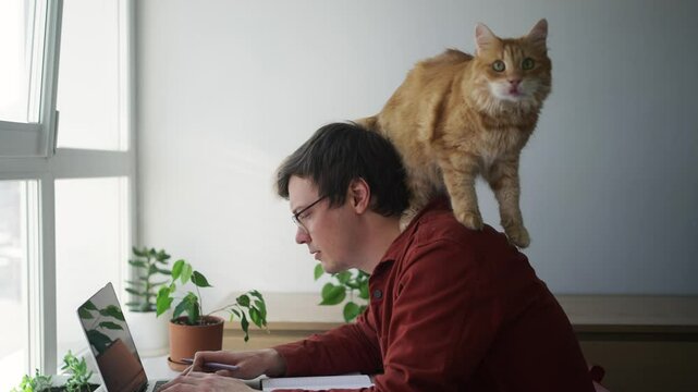 Playful ginger cat interrupting remote work, walking across laptop and owner's shoulders, disrupting concentration in bright home office setting