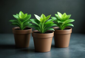 Fototapeta premium three small potted plants with vibrant green leaves stand in a row against a dark moody background.