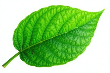 Obraz premium Green leaf isolated on white background with subtle texture, botanical, plant, green
