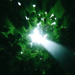 Obraz premium Forest canopy seen from below, bright sunbeams filtering through leaves