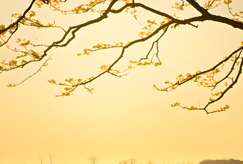 Bare tree branches on a white textured background creating an organic abstract design.generative ai