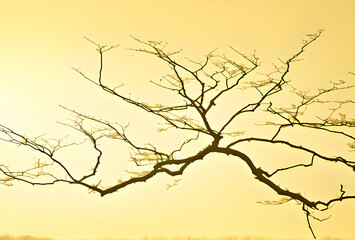 Obraz premium Bare tree branches on a white textured background creating an organic abstract design.generative ai