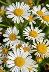 Fototapeta premium Close-up of chamomile flowers and delicate green leaves, tea, nature, summer