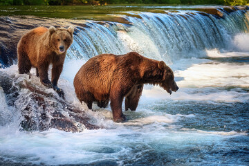 Brown bears catch salmon on a mountain river.