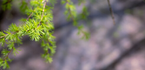 Close-up of fresh green needles on tree branch. Spring banner with copy space