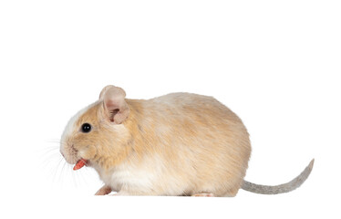 Close up from adult sand piebald degu, standing side ways with food in mouth. Head turned away from camera showing profile. Isolated cutout on a transparent background.