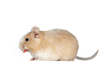 Close up from adult sand piebald degu, standing side ways with food in mouth. Head turned away from camera showing profile. Isolated cutout on a transparent background.