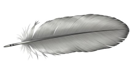 Isolated Feather