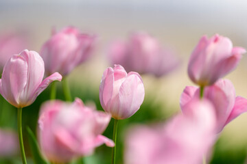 Fototapeta premium 春の陽射しを浴びるピンクのチューリップ Soft Pink Tulips Blooming in Gentle Spring Sunlight