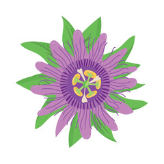 Fototapeta premium Passionflower, Maypop Vine, Passion Flower. Flat vector, clipart illustration isolated on white background.