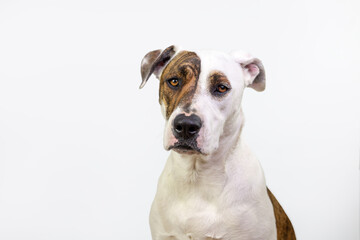 Bullarab on white studio background solo