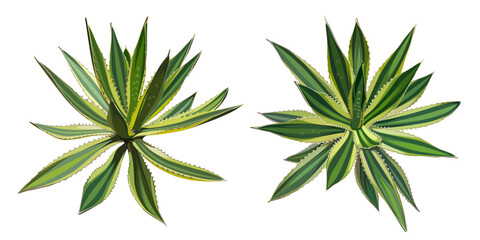 Fototapeta premium A set of green bushes of the plant. Agave isolated on a white background. Realistic style. Side view and top view. Desert and tropical thorny houseplants. 
