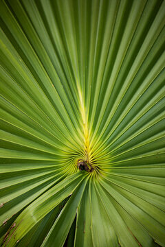 palm fronds radiating from centre