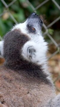 Diademed sifaka, Propithecus diadema, monkey in green grass forest. Lemur in the nature habitat. Sifaka on the tree, sunny day. Wildlife Madagascar, lemur on tree.