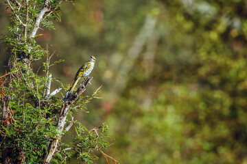 Black Cuckoo-shrike female standing on a shrub in Greater Kruger National park, South Africa ; Specie Campephaga flava family of Campephagidae