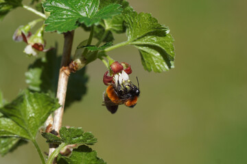 Female Tawny Mining Bee (Andrena fulva), family Andrenidae on flower of a jostaberry (Ribes × nidigrolaria), a complex-cross fruit bush. Spring, April, Netherlands.