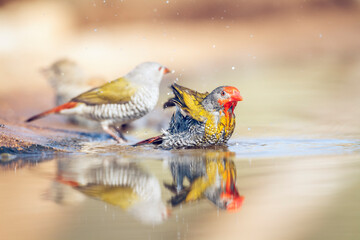 Green winged Pytilia couple bathing and splashing in waterhole in Greater Kruger National park,...