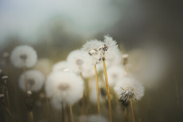 Fluffy white dandelion flowers grow in a field on a foggy summer morning. Nature. Wild meadow flowers.