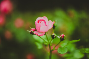 A pink rose bud grows on a thin stem in the garden on a summer day. The beauty of nature. Spring.