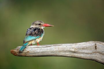 Grey-headed Kingfisher standing on a log isolated in natural background in Greater Kruger National park, South Africa ; Specie Halcyon leucocephala family of Alcedinidae