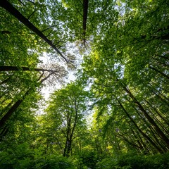Fototapeta premium Green forest filled with the abundance of nature Ecological friendly environment concept View up to the top of the green trees