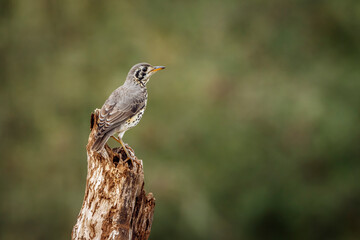 Groundscraper Thrush standing on a log isolated in natural background in Kruger National park, South Africa ; Specie Turdus litsitsirupa family of  Turdidae