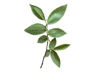 green leaves isolated png