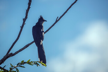 Levaillant's Cuckoo standing on a branch isolated in blue sky in Greater Kruger National park,...