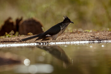 Levaillant's Cuckoo standing along waterhole in backlit in Greater Kruger National park, South Africa ; Specie Clamator levaillantii family of  Cuculidae
