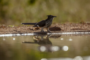 Levaillant's Cuckoo standing along waterhole in backlit in Greater Kruger National park, South Africa ; Specie Clamator levaillantii family of  Cuculidae