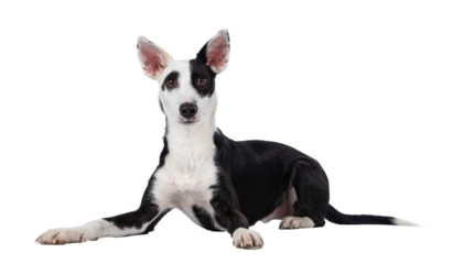 Cute black with white Podenco mix dog, laying down side ways. Looking towards camera. Isolated cutout on a transparent background.